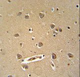 DENND5B antibody immunohistochemistry of formalin-fixed and paraffin-embedded human brain tissue followed by peroxidase-conjugated secondary antibody and DAB staining.