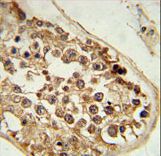 DEPDC1 Antibody immunohistochemistry of formalin-fixed and paraffin-embedded human testis tissue followed by peroxidase-conjugated secondary antibody and DAB staining.