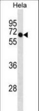 DEPDC7 Antibody western blot of HeLa cell line lysates (35 ug/lane). The DEPDC7 antibody detected the DEPDC7 protein (arrow).
