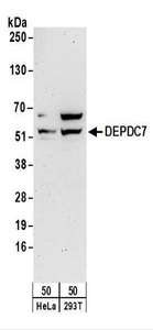 Detection of Human DEPDC7 by Western Blot. Samples: Whole cell lysate (50 ug) from HeLa and 293T cells. Antibodies: Affinity purified rabbit anti-DEPDC7 antibody used for WB at 0.4 ug/ml. Detection: Chemiluminescence with an exposure time of 3 minutes.