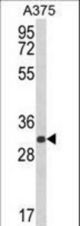 Western blot of DERA Antibody in A375 cell line lysates (35 ug/lane). DERA (arrow) was detected using the purified antibody.