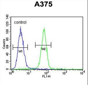 DERA Antibody flow cytometry of A375 cells (right histogram) compared to a negative control cell (left histogram). FITC-conjugated goat-anti-rabbit secondary antibodies were used for the analysis.