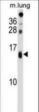 DEXI Antibody western blot of mouse lung tissue lysates (35 ug/lane). The DEXI antibody detected the DEXI protein (arrow).