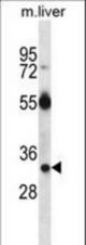 RASD1 Antibody western blot of mouse liver tissue lysates (35 ug/lane). The RASD1 antibody detected the RASD1 protein (arrow).
