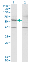 Western Blot analysis of DFNA5 expression in transfected 293T cell line by DFNA5 monoclonal antibody (M01), clone 1E10.Lane 1: DFNA5 transfected lysate (Predicted MW: 54.6 KDa).Lane 2: Non-transfected lysate.