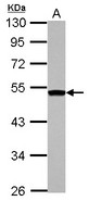 Sample (30 ug of whole cell lysate). A: HepG2. 10% SDS PAGE. DGAT2 antibody diluted at 1:1000.