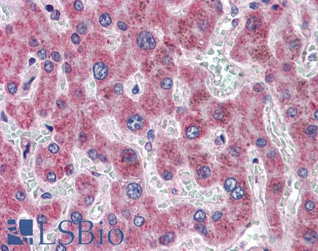 Anti-DGAT2 antibody IHC of human liver. Immunohistochemistry of formalin-fixed, paraffin-embedded tissue after heat-induced antigen retrieval. Antibody LS-B3974 concentration 3.75 ug/ml.