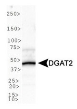 Western Blot: DGAT2 Antibody - Analysis of DGAT2 in human liver lysate.