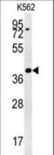 DGCR14 Antibody western blot of K562 cell line lysates (35 ug/lane). The DGCR14 antibody detected the DGCR14 protein (arrow).