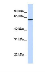 Hela cell lysate. Antibody concentration: 1.0 ug/ml. Gel concentration: 12%.