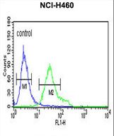 DGCR8 Antibody flow cytometry of NCI-H460 cells (right histogram) compared to a negative control cell (left histogram). FITC-conjugated goat-anti-rabbit secondary antibodies were used for the analysis.