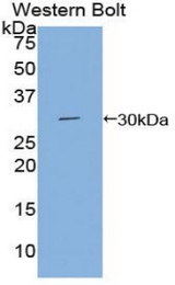 Western blot of recombinant DGKG.