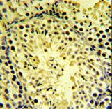 DGKK Antibody IHC of formalin-fixed and paraffin-embedded mouse testis tissue followed by peroxidase-conjugated secondary antibody and DAB staining.