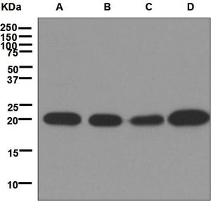 Western blot analysis on (A) HeLa, (B) Jurkat, (C) U937, and (D) 293T cell lysates using anti-DHFR antibody.