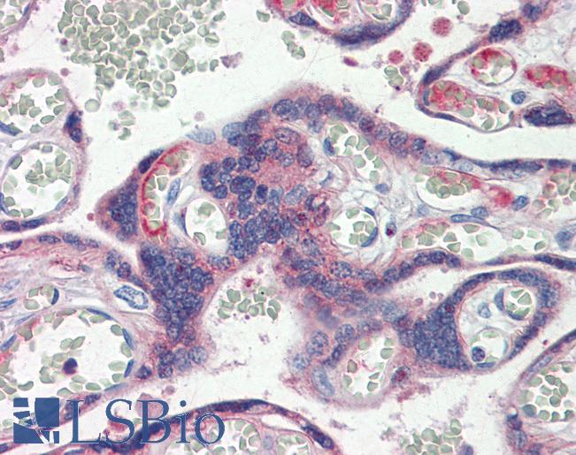 Anti-CLDN6 / Claudin 6 antibody IHC staining of human placenta. Immunohistochemistry of formalin-fixed, paraffin-embedded tissue after heat-induced antigen retrieval.