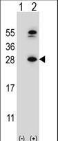 Western blot of DHFR (arrow) using rabbit polyclonal DHFR Antibody. 293 cell lysates (2 ug/lane) either nontransfected (Lane 1) or transiently transfected (Lane 2) with the DHFR gene.