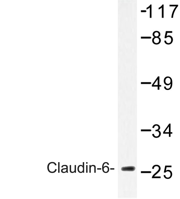 Western blot analysis of Claudin-6 (V118) antibody in extracts from Jurkat cells.