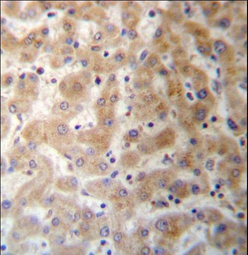 DHFRL1 Antibody immunohistochemistry of formalin-fixed and paraffin-embedded human liver tissue followed by peroxidase-conjugated secondary antibody and DAB staining.
