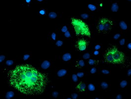 Anti-DHFRL1 mouse monoclonal antibody immunofluorescent staining of COS7 cells transiently transfected by pCMV6-ENTRY DHFRL1.