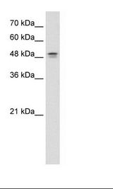 HepG2 Cell Lysate