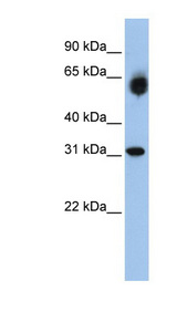 DHRS2 antibody LS-C101952 Western blot of 721_B cell lysate.