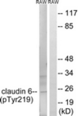 Western blot of extracts from RAW264.7 cells treated with UV 5', using Claudin 6 (Phospho-Tyr219) Antibody. The lane on the right was incubated with synthetic peptide.