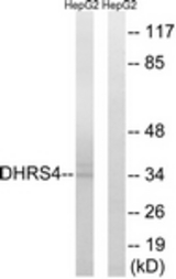 Western blot of extracts from HepG2 cells, using DHRS4 Antibody. The lane on the right is treated with the synthesized peptide.