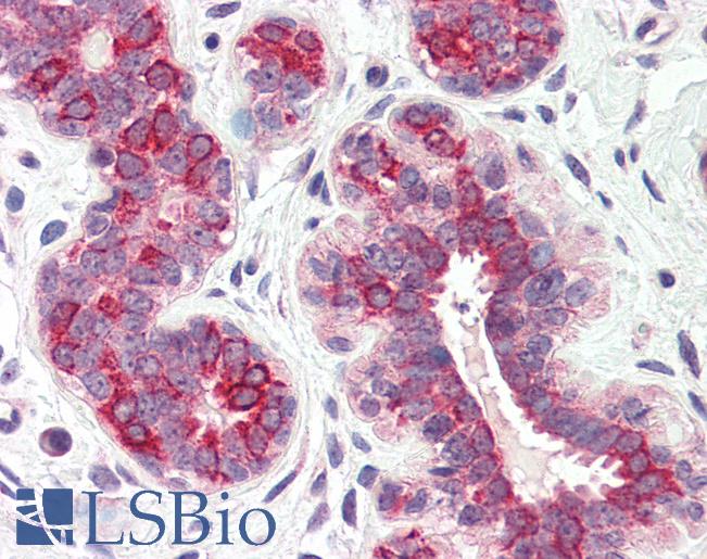 Anti-DHRS7 antibody LS-A9865 IHC of human breast. Immunohistochemistry of formalin-fixed, paraffin-embedded tissue after heat-induced antigen retrieval.