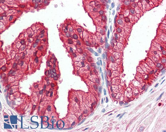 Anti-DHRS7 antibody LS-A8235 IHC of human prostate. Immunohistochemistry of formalin-fixed, paraffin-embedded tissue after heat-induced antigen retrieval.