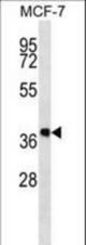 DHRS7B Antibody western blot of MCF-7 cell line lysates (35 ug/lane). The DHRS7B antibody detected the DHRS7B protein (arrow).