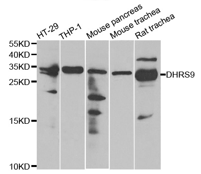 Western blot analysis of extracts of various cell lines, using DHRS9 antibody.