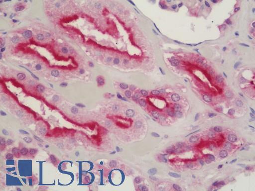 Anti-DHX15 antibody IHC staining of human kidney. Immunohistochemistry of formalin-fixed, paraffin-embedded tissue after heat-induced antigen retrieval. Antibody LS-B11210 concentration 5 ug/ml.