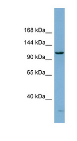 DHX15 antibody LS-C107773 Western blot of THP-1 cell lysate.
