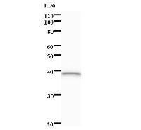 Western blot analysis of immunized recombinant protein, using anti-DHX16 monoclonal antibody.
