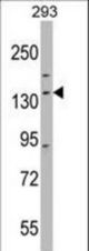 DHX30 Antibody western blot of 293 cell line lysates (35 ug/lane). The DHX30 antibody detected the DHX30 protein (arrow).