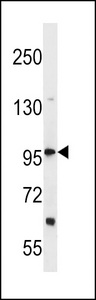 DHX36 Antibody western blot of HepG2 cell line lysates (35 ug/lane). The DHX36 antibody detected the DHX36 protein (arrow).