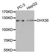 Western blot analysis of extracts of various cell lines, using DHX36 antibody.