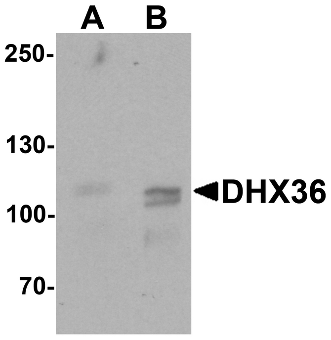 Western blot analysis of DHX36 in mouse liver tissue lysate with DHX36 antibody at (A) 0.5 and (B) 1 ug/ml.
