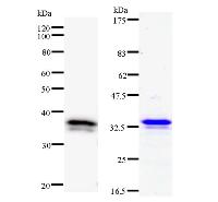 Left : Western blot analysis of immunized recombinant protein, using anti-DHX38 monoclonal antibody. Right : CBB staining of immunized recombinant protein.