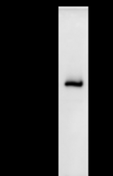 Immunoprecipitation: RIPA lysate of HeLa cells was incubated with anti-DHX38 mAb. Predicted molecular weight: 140 kDa