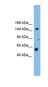 DHX8 antibody LS-C115984 Western blot of HT1080 cell lysate.