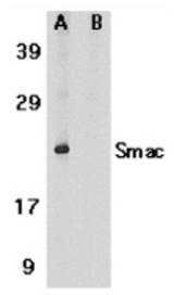Western blot of Smac in human heart tissue lysate in the absence (A) or presence (B) of blocking peptide (2409P) with Smac antibody at 1 ug/ml.