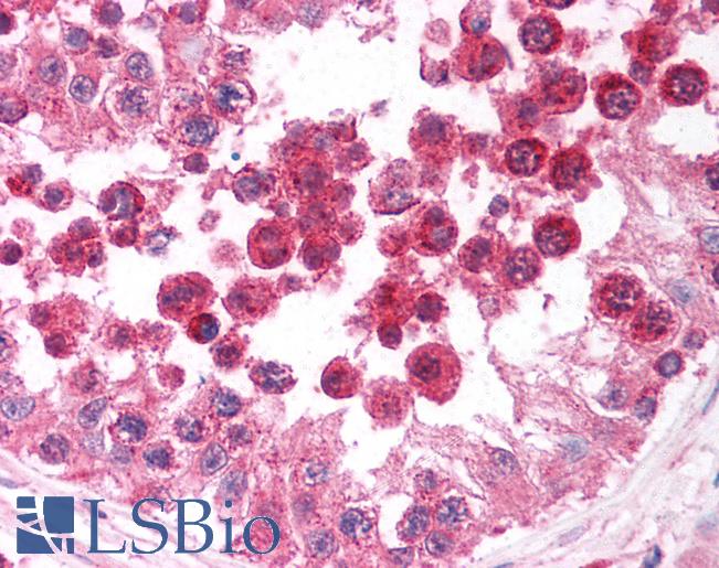 Anti-DIABLO / SMAC antibody IHC of human testis. Immunohistochemistry of formalin-fixed, paraffin-embedded tissue after heat-induced antigen retrieval. Antibody LS-B1350 concentration 5 ug/ml.