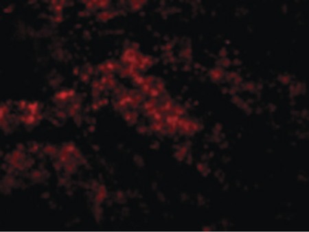 Immunofluorescence of Smac in Mouse Spleen cells with Smac antibody at 10 ug/ml.