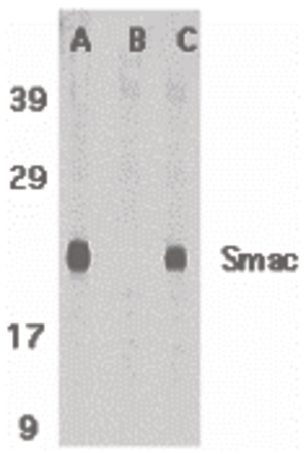 Western blot of Smac in mouse heart tissue lysate in the absence (A) or presence (B) of blocking peptide and in rat heart tissue lysate with Smac antibody at 1 ug /ml.