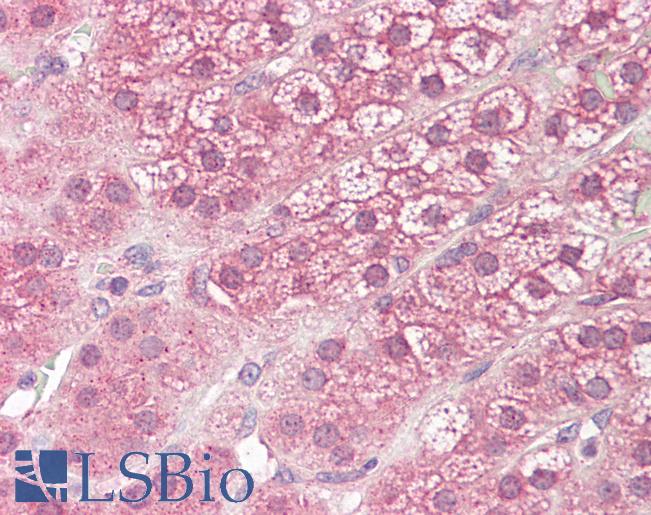 Anti-DIAPH3 / MDIA2 antibody IHC staining of human adrenal. Immunohistochemistry of formalin-fixed, paraffin-embedded tissue after heat-induced antigen retrieval.
