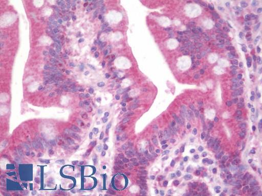 Anti-DIMT1L antibody IHC staining of human small intestine. Immunohistochemistry of formalin-fixed, paraffin-embedded tissue after heat-induced antigen retrieval. Antibody LS-B10564 dilution 1:100.