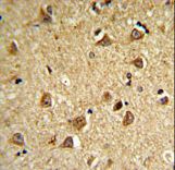 DIO2 Antibody IHC of formalin-fixed and paraffin-embedded mouse brain followed by peroxidase-conjugated secondary antibody and DAB staining. This data demonstrates the use of the mouse DIO2 Antibody for immunohistochemistry.