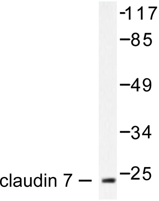 Western blot of Claudin 7 (P202) pAb in extracts from 293 K562 cells.