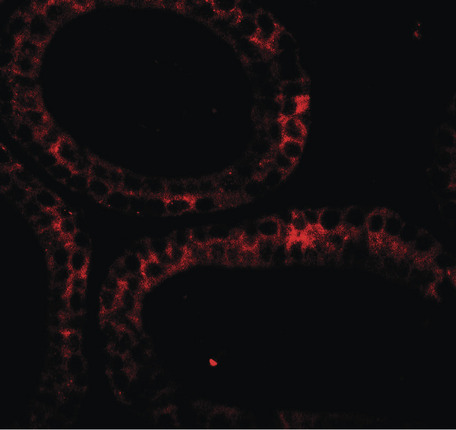 Immunofluorescence of DIS3 in mouse testis tissue with DIS3 antibody at 20 ug/ml.